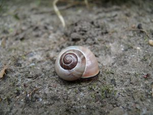 Cochlea Snail Shell - What Is A Headphone Driver - And Why It Matters